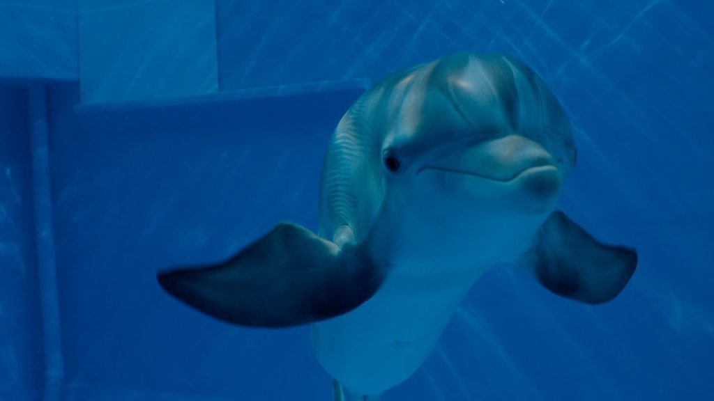 Download the Film Dolphin Tale 2 movie from Mediafire Download the Film Dolphin Tale 2 movie from Mediafire