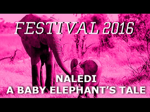 Download Naledi: A Baby Elephant's Tale Movie