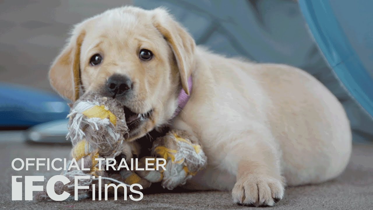 Download Pick of the Litter Movie