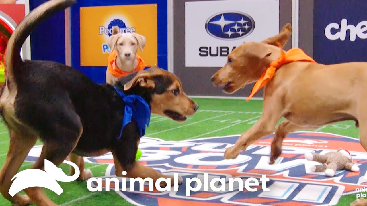 Download the What Channel Is The Puppy Bowl On Today series from Mediafire